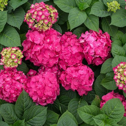 Hydrangea Collection – Endless Summer, Violet Queen, Magic Ruby & Princess Annie