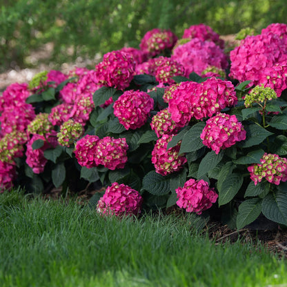 Hydrangea Collection – Endless Summer, Violet Queen, Magic Ruby & Princess Annie