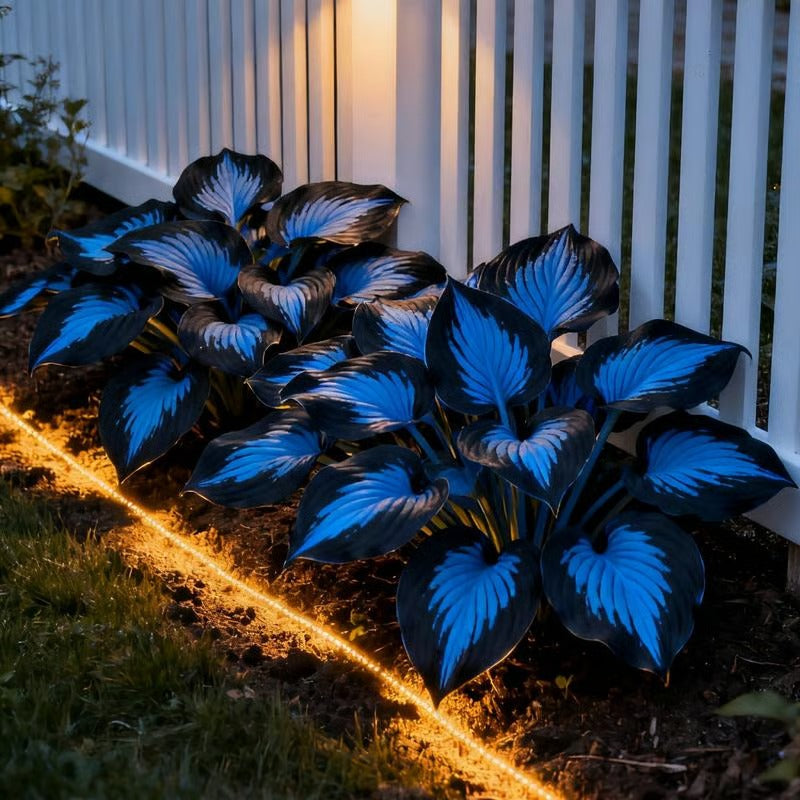 🌱Hosta Perennial Shade Plant for Garden & Landscape Decor