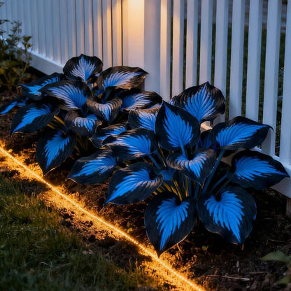 🌱Hosta Perennial Shade Plant for Garden & Landscape Decor