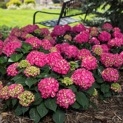 Hydrangea Collection – Endless Summer, Violet Queen, Magic Ruby & Princess Annie