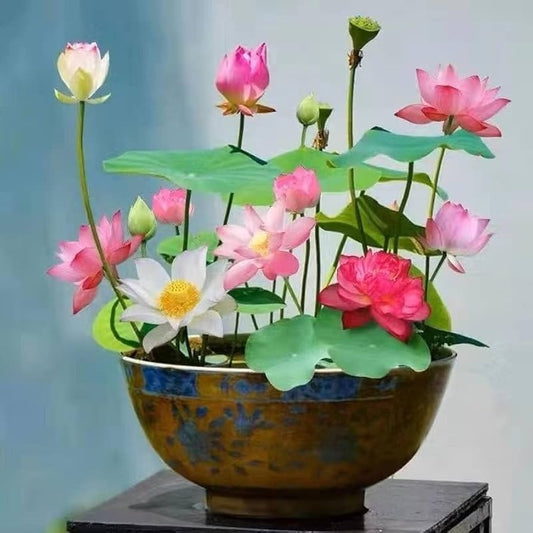 Sacred Bonsai Bowl Lotus Flowers– 9 Stunning Varieties for Water Gardens