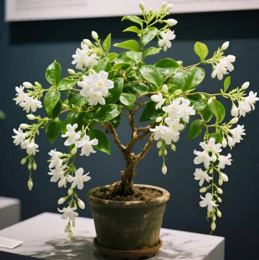 🌱Trailing Jasmine Fragrant Climbing Flower – Evergreen Garden & Balcony Plant