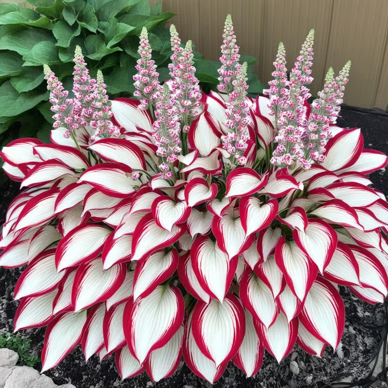 Hosta Perennial Shade Plant for Garden & Landscape Decor