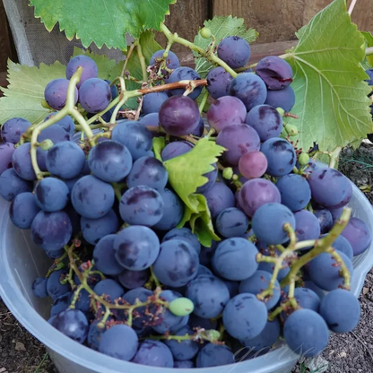 Sapphire Grapes Growing Kit – Grow Rare Finger Grapes at Home