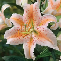 Light Orange