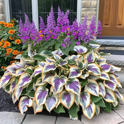 🌱Hosta Perennial Shade Plant for Garden & Landscape Decor