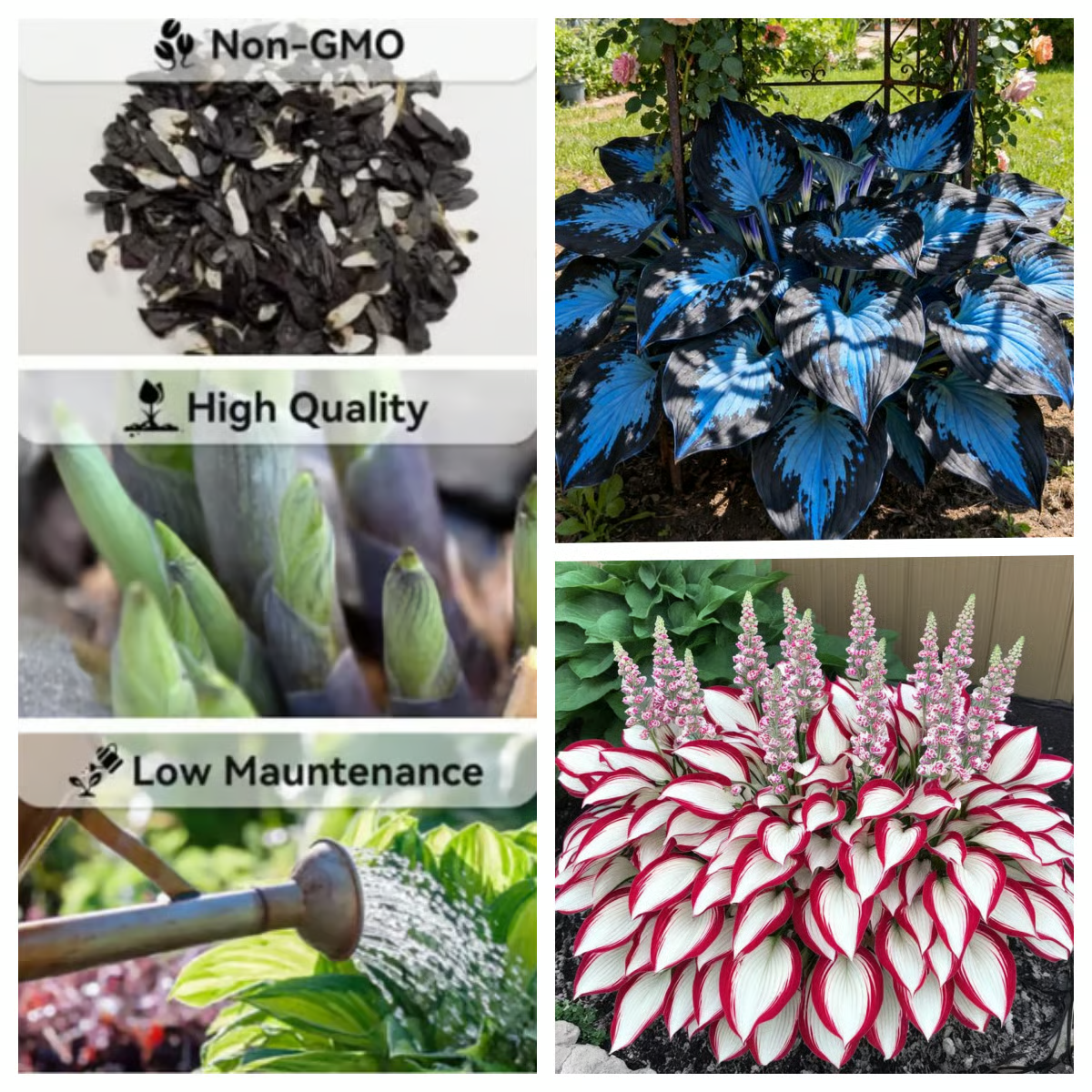 🌱Hosta Perennial Shade Plant for Garden & Landscape Decor