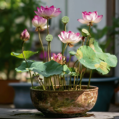 Sacred Bonsai Bowl Lotus Flowers– 9 Stunning Varieties for Water Gardens
