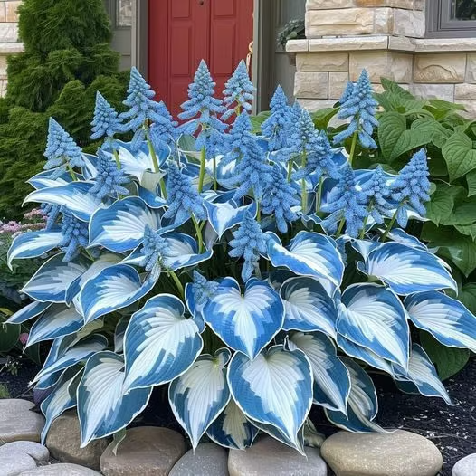 🌱Hosta Perennial Shade Plant for Garden & Landscape Decor