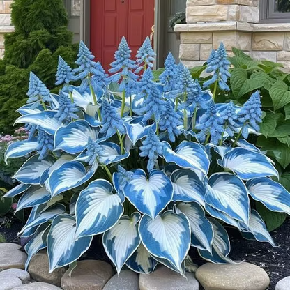 🌱Hosta Perennial Shade Plant for Garden & Landscape Decor