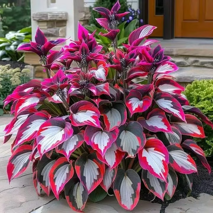 🌱Hosta Perennial Shade Plant for Garden & Landscape Decor