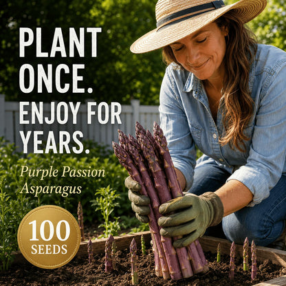 Purple Passion Asparagus Plants – Perennial Garden Favorite, Sweet & Tender Spears