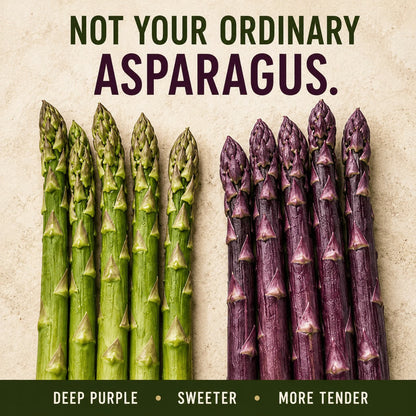 Purple Passion Asparagus Plants – Perennial Garden Favorite, Sweet & Tender Spears