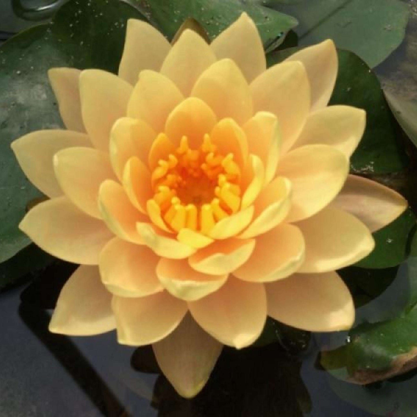 Sacred Bonsai Bowl Lotus Flowers– 9 Stunning Varieties for Water Gardens