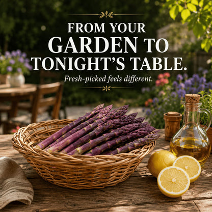 Purple Passion Asparagus Plants – Perennial Garden Favorite, Sweet & Tender Spears