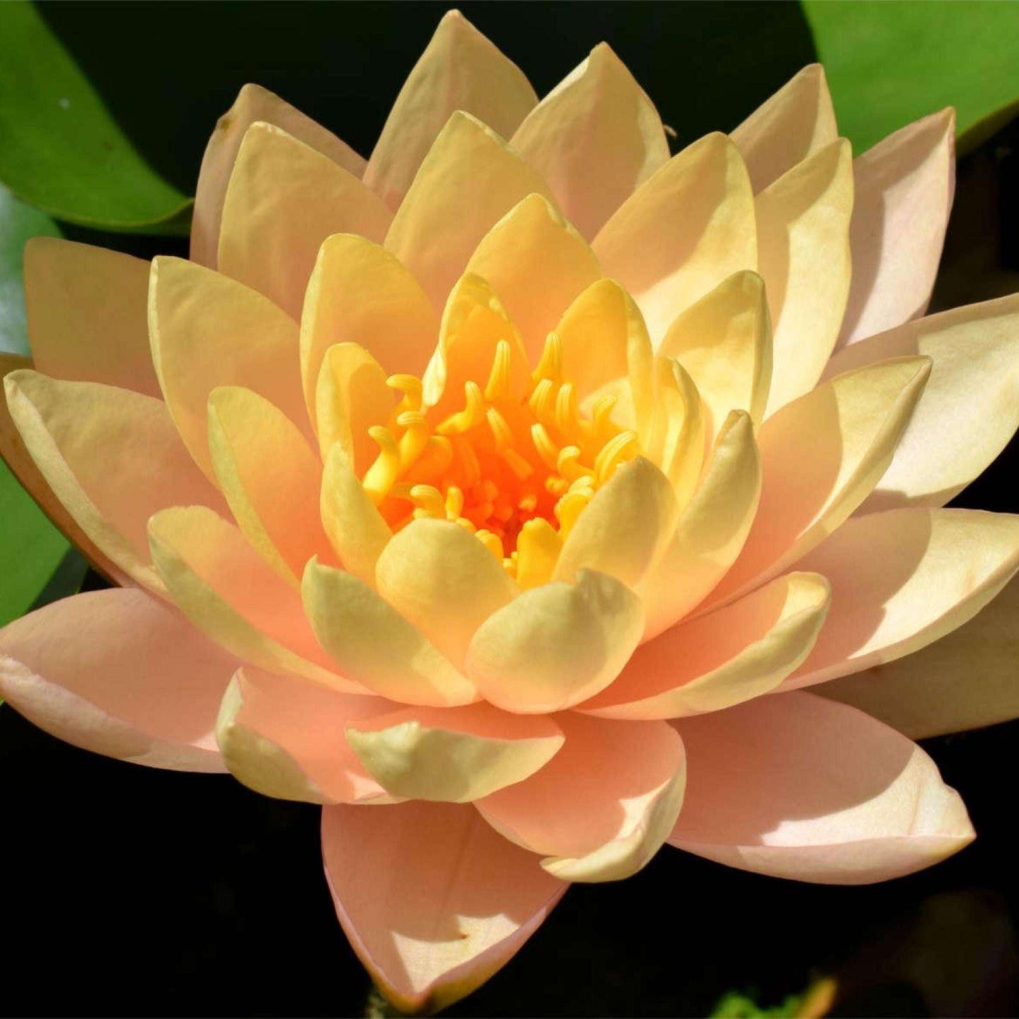 Sacred Bonsai Bowl Lotus Flowers– 9 Stunning Varieties for Water Gardens