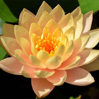 Golden Lotus