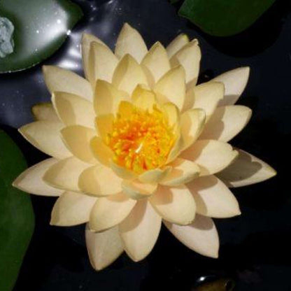 Sacred Bonsai Bowl Lotus Flowers– 9 Stunning Varieties for Water Gardens