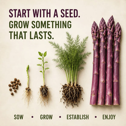 Purple Passion Asparagus Plants – Perennial Garden Favorite, Sweet & Tender Spears