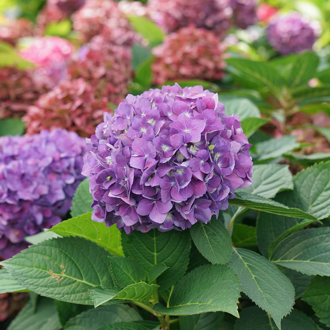 Hydrangea Collection – Endless Summer, Violet Queen, Magic Ruby & Princess Annie