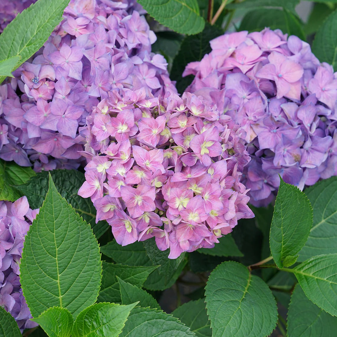 Hydrangea Collection – Endless Summer, Violet Queen, Magic Ruby & Princess Annie