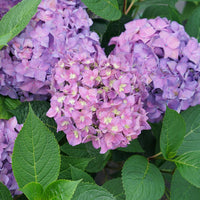 Violet Queen