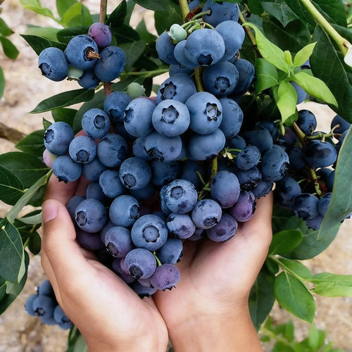 Blueberry Growing Kit – High Yield Sweet Berry Plant