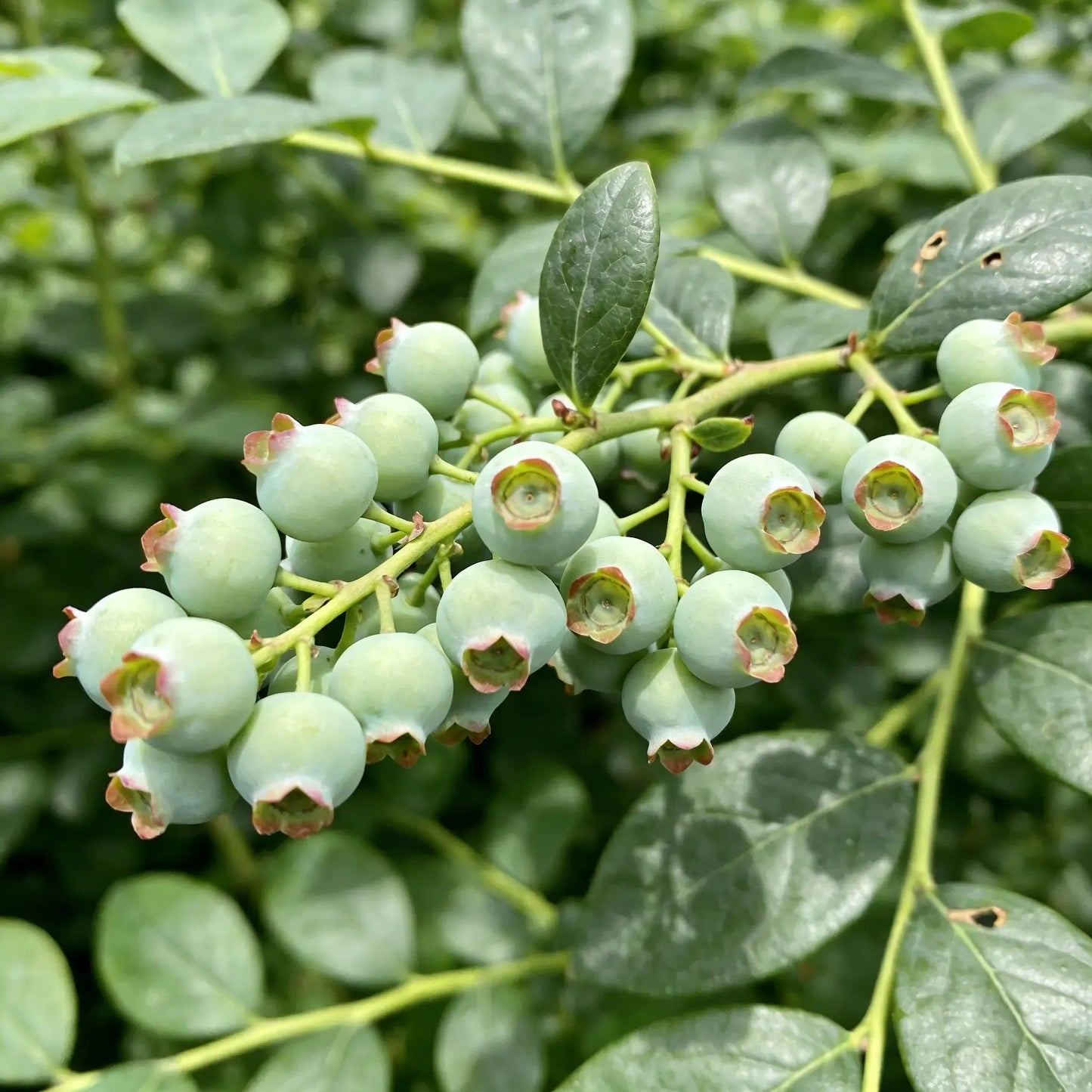 Blueberry Growing Kit – High Yield Sweet Berry Plant