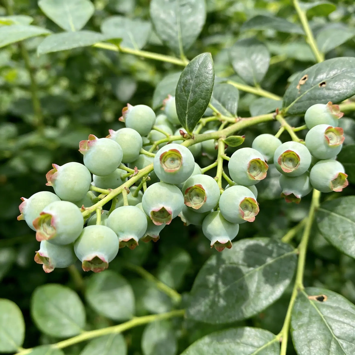 🌱Blueberry Growing Kit – High Yield Sweet Berry Plant