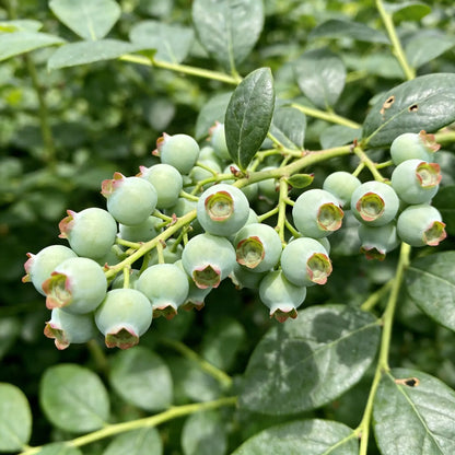 Blueberry Growing Kit – High Yield Sweet Berry Plant