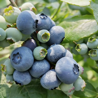 Blueberry Growing Kit – High Yield Sweet Berry Plant