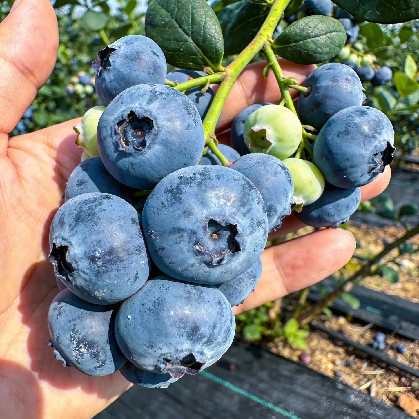 Blueberry Growing Kit – High Yield Sweet Berry Plant