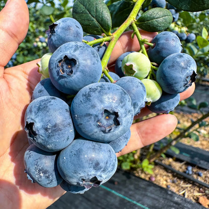 Blueberry Growing Kit – High Yield Sweet Berry Plant