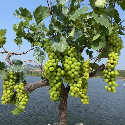 Sapphire Grapes Growing Kit – Grow Rare Finger Grapes at Home