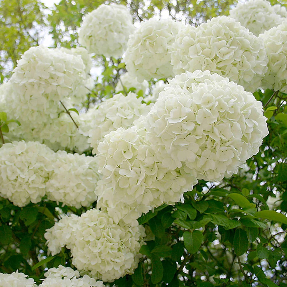 Hydrangea Collection – Endless Summer, Violet Queen, Magic Ruby & Princess Annie