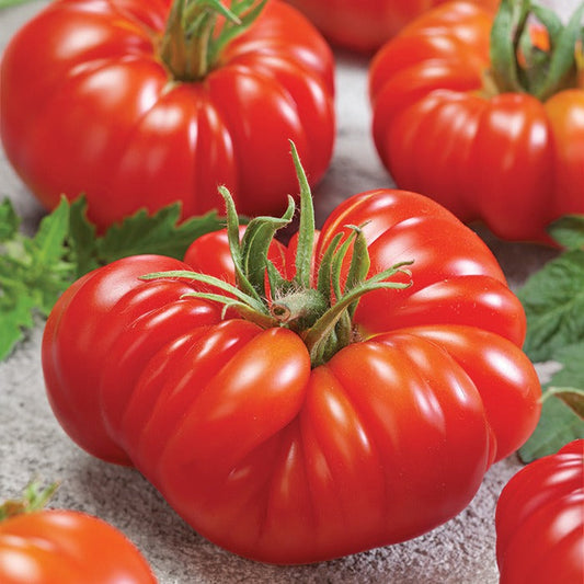 🍅Beefsteak Tomato Grow Pack – 300 Heirloom Tomatoes for Your Garden