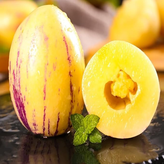 Pepino Melon Growing Kit – Exotic Sweet Fruit Plant