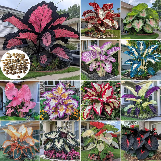Giant Colorful Caladium Grow Kit – Vibrant Foliage & Oversized Growth
