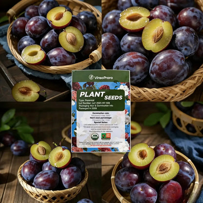 Plum Growing Kit – Sweet Fruit Tree for Home Garden