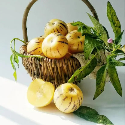 Pepino Melon Growing Kit – Exotic Sweet Fruit Plant