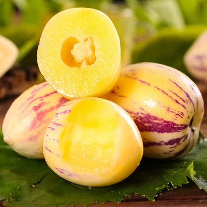 Pepino Melon Growing Kit – Exotic Sweet Fruit Plant