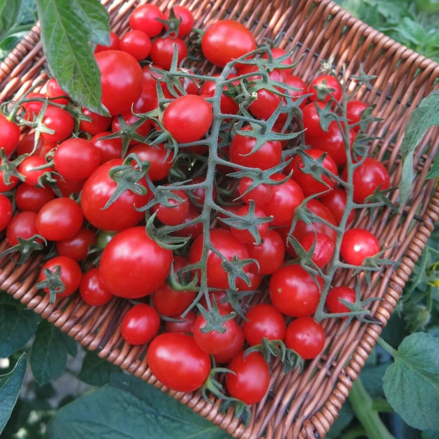 Super Sweet 100 Trailing Tomato Growing Kit – High Yield