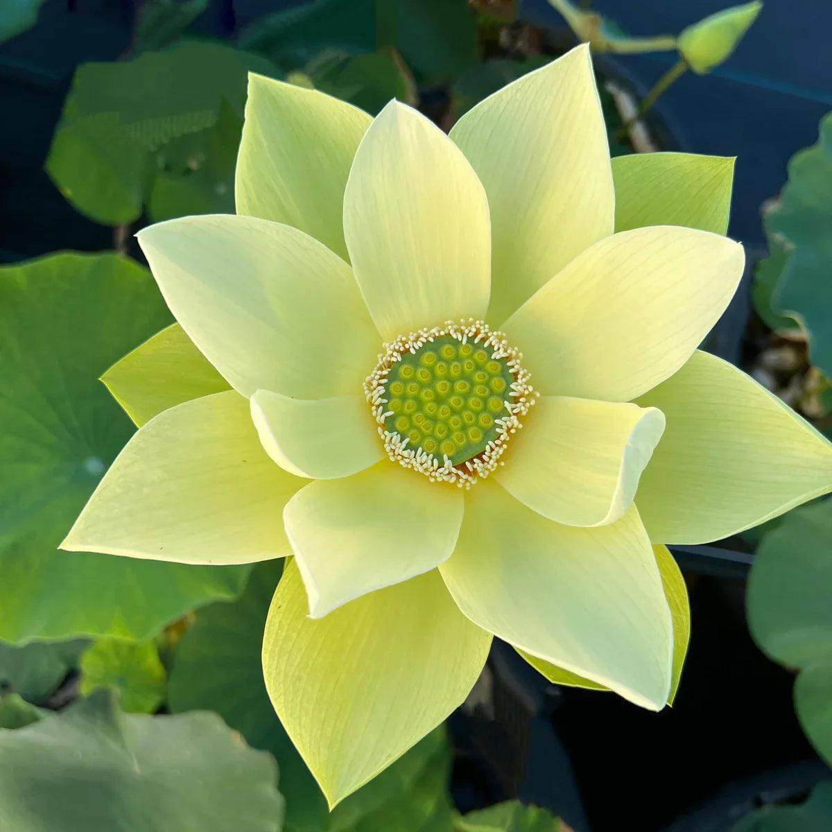 Sacred Bonsai Bowl Lotus Flowers– 9 Stunning Varieties for Water Gardens