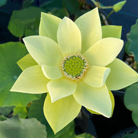 Golden Jinling Lotus