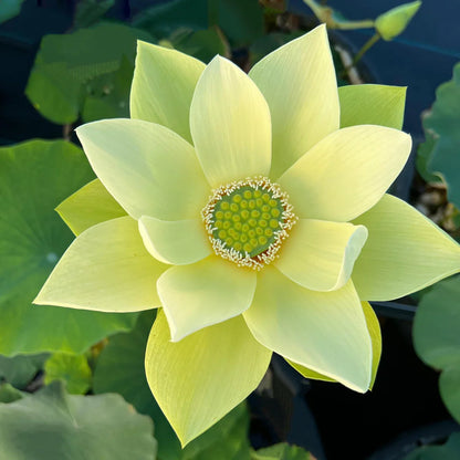Sacred Bonsai Bowl Lotus Flowers– 9 Stunning Varieties for Water Gardens
