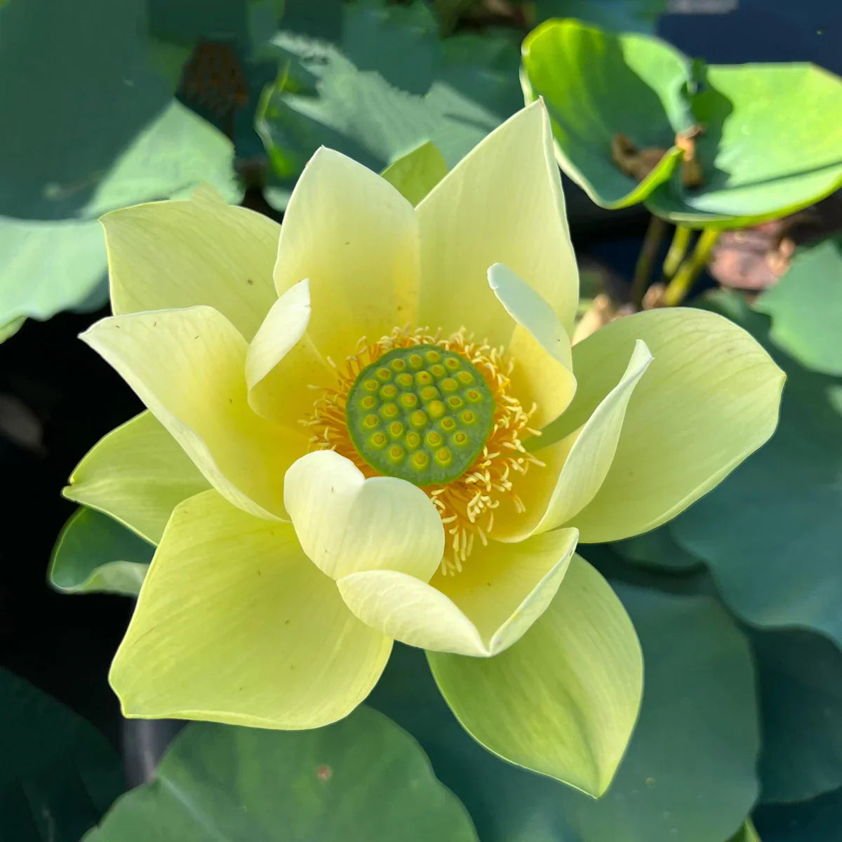 Sacred Bonsai Bowl Lotus Flowers– 9 Stunning Varieties for Water Gardens