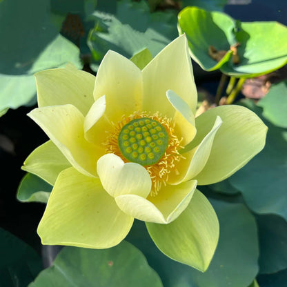 Sacred Bonsai Bowl Lotus Flowers– 9 Stunning Varieties for Water Gardens