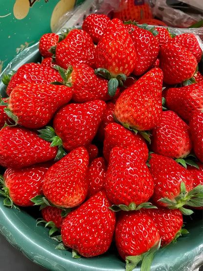Sweet Dreamland Cream Strawberry For Planting