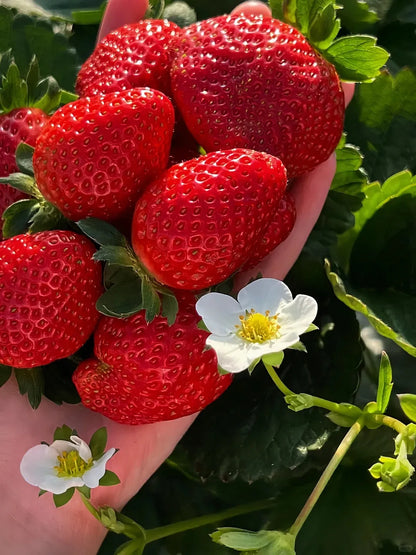 Sweet Dreamland Cream Strawberry For Planting